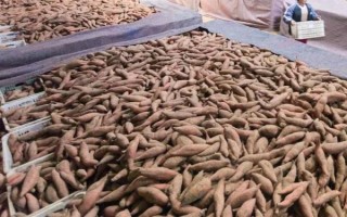 水果红薯是什么品种，是红薯的一个种类