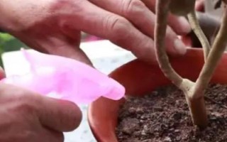 黑法师叶子掉光了还能不能活，发生在夏季的话就无须担心