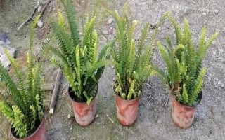 肾蕨的养殖方法，通常每隔3-4天浇1次水