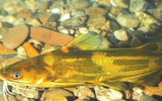 怎么清洗黄骨鱼，用水冲洗后再用开水烫一下