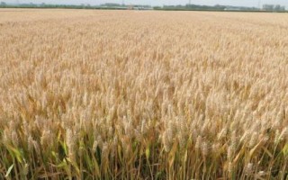 山农20小麦品种的特性，每亩适宜基本苗18～22万