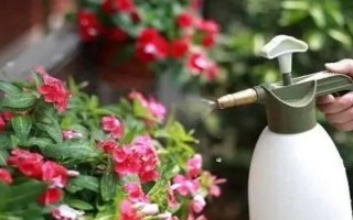 怎么养芙蓉花,夏季需要做好遮阴措施