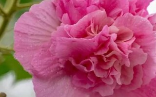 芙蓉花什么时候开,花期在每年的7-10月份