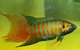 斗鱼能不能养在大缸中，可以饲养但会影响观赏