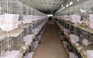 养鸽必需设备,需要巢盆、食槽、饮水器等设备