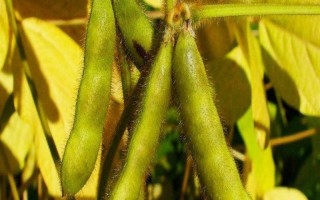 恒科绿1号大豆品种简介，小粒绿大豆品种