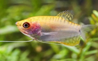 曼龙鱼能和什么混养，能和月光鱼、红箭鱼等混养