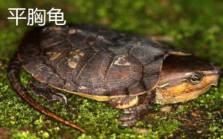 水龟的种类,常见的有这十种
