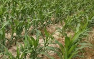 玉米的种植方法，选择颗粒完好，饱满有肉的玉米种子