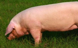 如何判断母猪流出的是不是胎粪，胎粪的颜色通常呈黑绿色