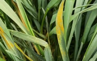 小麦条锈病有什么症状，叶片上会出现很多夏孢子堆