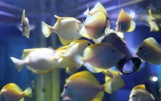 多巴盐对鱼是否真实有效，具有促食效果