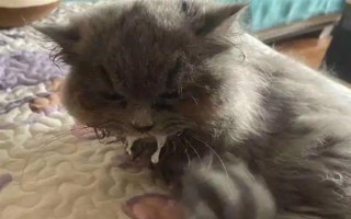 猫瘟初期的症状,病猫有精神萎靡、食欲不佳等表现