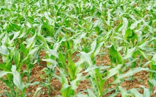 亚航糯2号玉米种子简介，中抗茎腐病