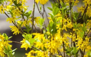 春天开哪些花，常见的有矮牵牛、杜鹃花等