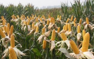 华美甜32号玉米种简介，抗病性接种鉴定高抗小斑病