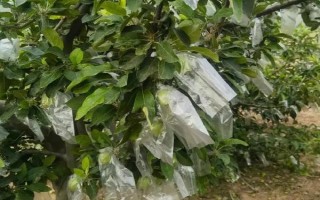 公园里面有哪些常见树，常见的有香樟、雪松等