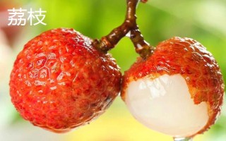 龙眼和荔枝有什么区别，前者表皮呈土黄色、后者表皮呈红褐色