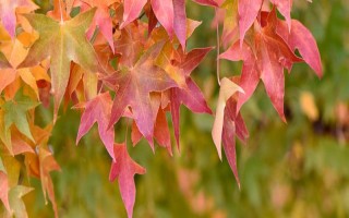 五角枫盆景的修剪方法，幼苗期剪除植株主枝顶端的枝叶