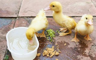 给鸭子喂盐的作用，出栏前喂盐可以增重