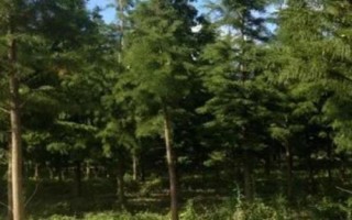 苗木假死的原因，主要是由于苗木质量差造成的