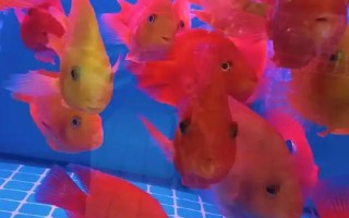 观赏鱼多少温度养合适，适合的温度是22-24℃