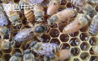 适合在广东养殖的中蜂,包括华南中蜂、双色中蜂等品种