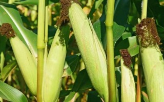 益嘉丰138玉米种子特点,适宜播种期4月下旬至5月上旬