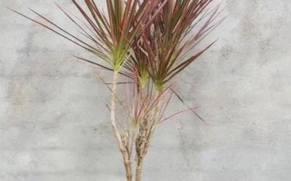 七彩铁千年木的养殖方法，每年新叶萌发前需进行换盆