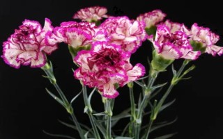 康乃馨的颜色，主要有红色、白色、粉红色等6种色彩