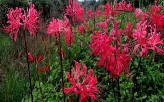 玫瑰石蒜是彼岸花吗,玫瑰石蒜是彼岸花中的一种