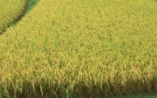 徽科粳K78水稻种简介,全生育期138.5天