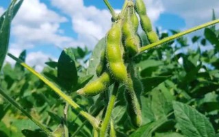龙垦302大豆种子特征特性,该品种亚有限结荚习性
