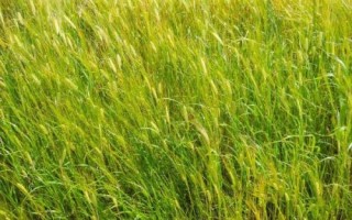 荃麦838小麦种子特点，属半冬性品种