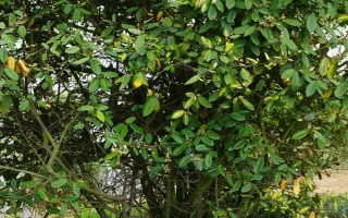 木半夏与胡颓子有什么区别，植物类型、叶片、花朵等方面均不同