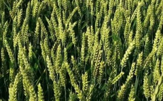 菏麦317小麦种子介绍，注意防治叶锈病和赤霉病