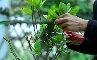 枙子花怎么养殖,冬季每隔半个月浇一次水