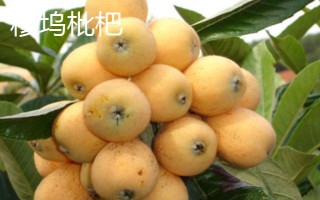 浙江省兰溪市的特产,兰溪杨梅深受消费者喜爱