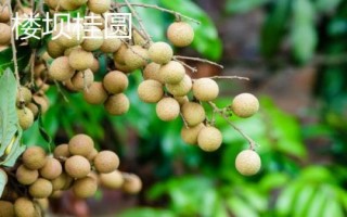 哪里产出的桂圆又甜又好吃，楼坝桂圆清甜可口深受消费者欢迎