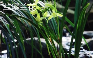 浙江省兰溪市的特产,兰溪杨梅深受消费者喜爱