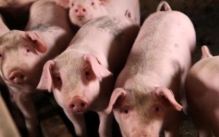 猪不吃东西的原因及防治方法，可能是肠胃不适或温度变化差异大导致的
