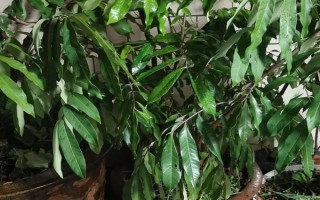 龙眼子盆栽怎么种，选择PH值在5.4-6.5之间的沙质土壤