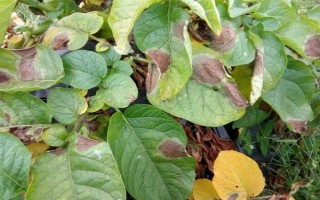 马铃薯晚疫病有什么症状，叶片发病会出现暗绿色水渍状斑点