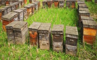 蜂箱内有巢虫如何处理，巢虫较多时要换箱换脾