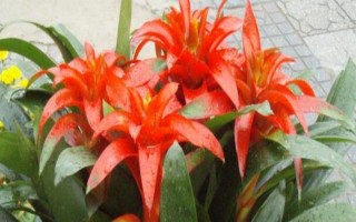 鸿运当头怎样催花，可以对植株进行修剪