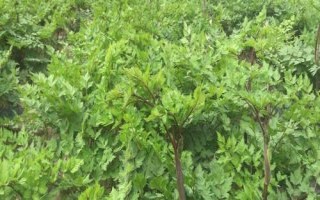 种植当归的条件，种植地的海拔需超过2000米