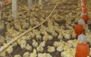 肉鸭育雏期饲养技术，选购的雏鸭大小基本要一致