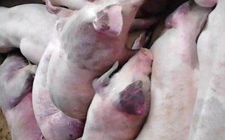 非洲猪瘟发病前期的症状，会出现体温上升、食欲减退等现象