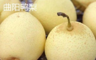 河北曲阳县的特产,曲阳烧饼是当地的传统名点
