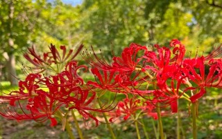 玫瑰石蒜是彼岸花吗,玫瑰石蒜是彼岸花中的一种